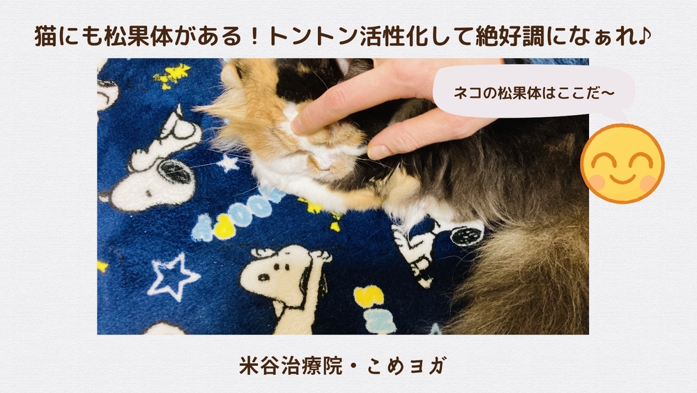 猫にも松果体がある！トントン活性化して絶好調になぁれ♪