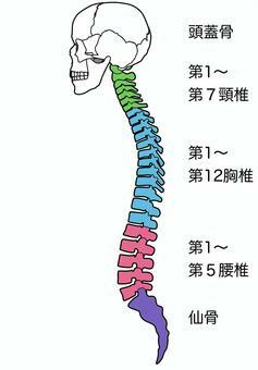 ヨガ数秘学「１」背骨を整える瞑想